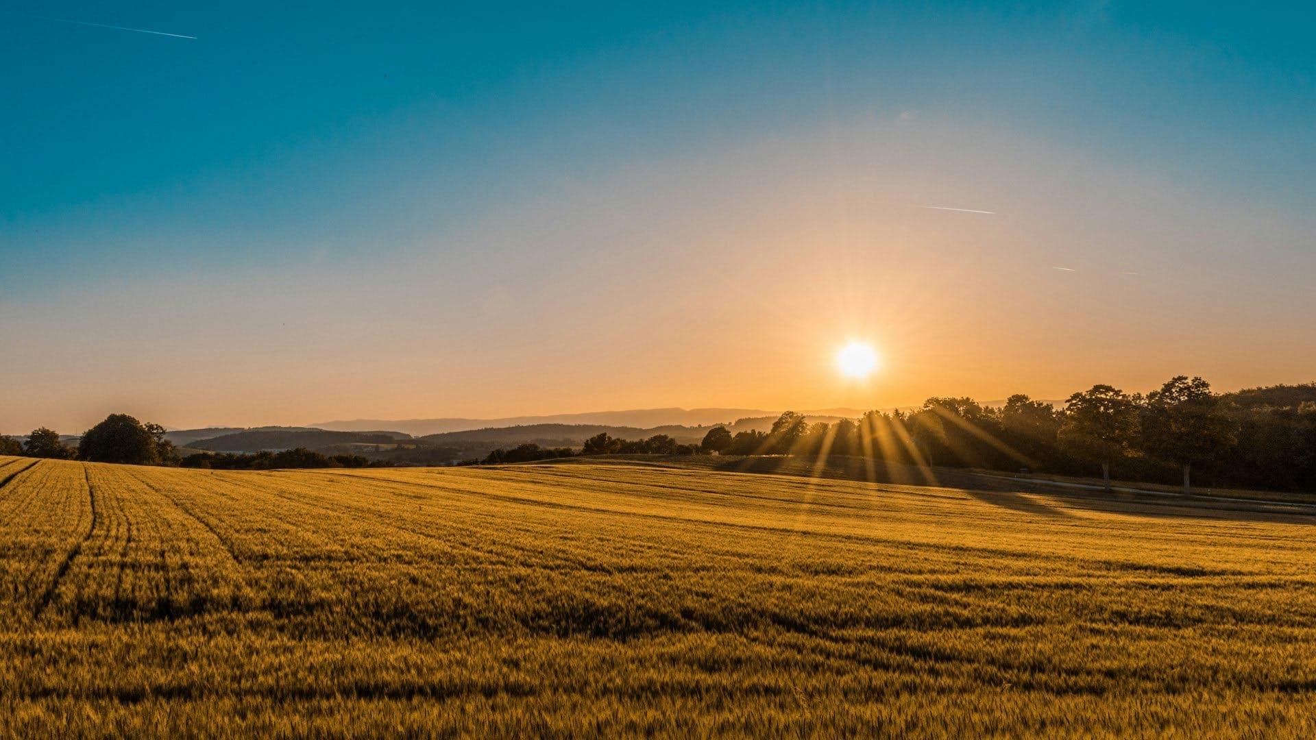 Sunlit farmland and treeline in upstate New York